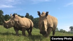 Dua ekor badak di Taman Safari Virginia, AS (foto: Facebook).