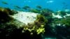 File - Several fish are photographed next to a sea sponge at Arinaga beach, in the island of Gran Canaria, Spain, April 24, 2023.