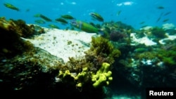 File - Several fish are photographed next to a sea sponge at Arinaga beach, in the island of Gran Canaria, Spain, April 24, 2023.