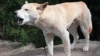 Dingo, sejenis anjing liar khas Australia, tampak di taman margasatwa Australia, April 1998. (Foto: AP/dok) 