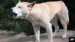 Dingo, sejenis anjing liar khas Australia, tampak di taman margasatwa Australia, April 1998. (Foto: AP/dok) 