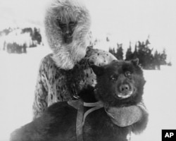 FILE - Gunnar Kaasen and his dogsled team leader Balto pose for a portrait in the early 1920s.