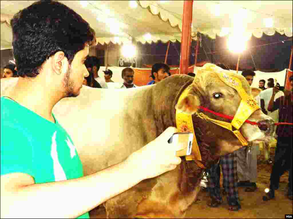 پچھلے سال کی نسبت اس سال جانوروں کی قیمتیں آسمان سے باتیں کر رہی ہیں