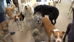 Dogs Go on Vacation to Luxury Pet Resort