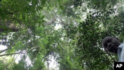 In this Jan. 28, 2016 photo, Gerald Mukisa, a caretaker at the forest who also acts as a tour guide, poses in the Zika Forest, near Entebbe, Uganda.