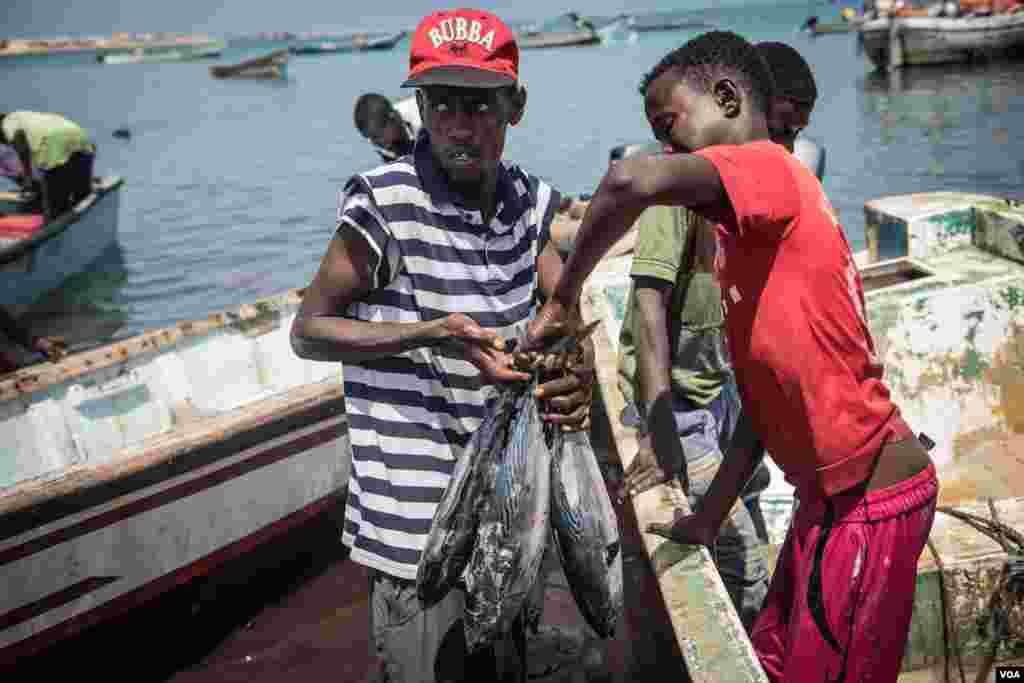 Men offload fresh tuna at the Bossaso fishing beach in northern Somalia in late March 2018. (J. Patinkin/VOA)