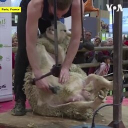 Biểu diễn xén lông cừu ở Pháp