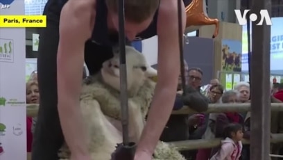 Biểu diễn xén lông cừu ở Pháp