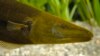 This mean-looking adult electric male brown ghost knifefish hunts at night in the murky dark fresh waters of South American rivers. (Guy l'Heureux)