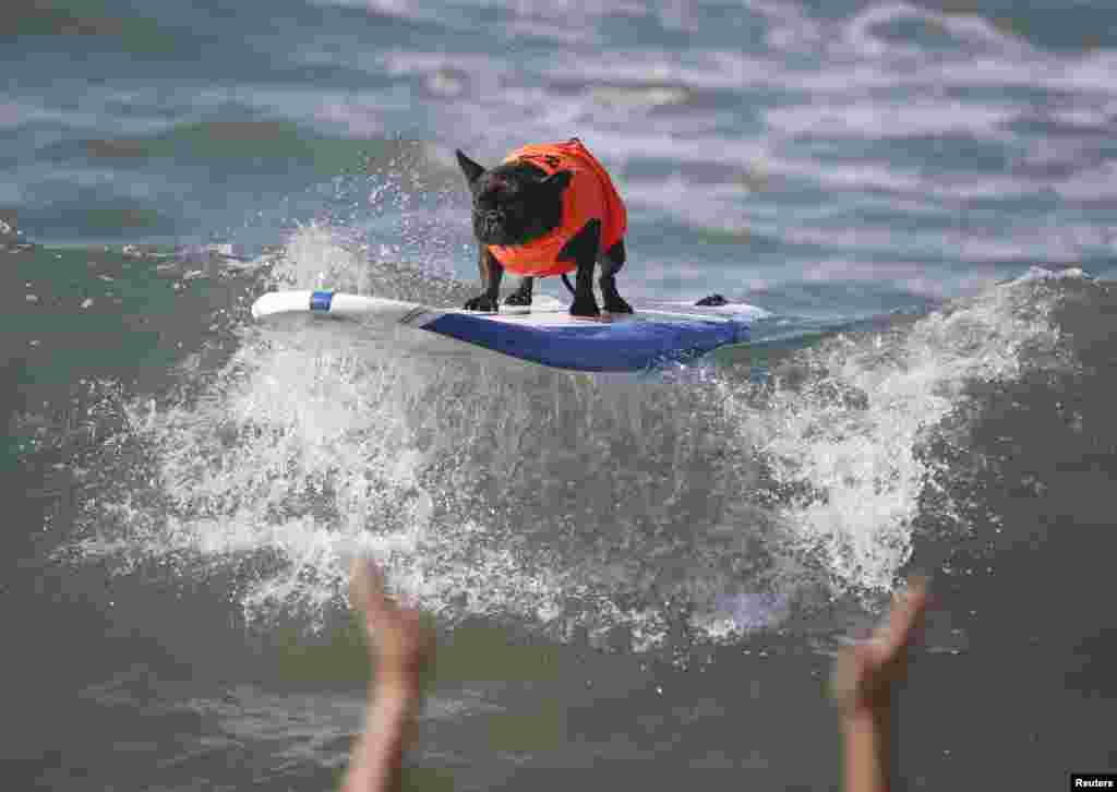 Na crista da onda! Concurso anual de surf para cães, 6ª edição, Huntington Beach, California Set. 28, 2014