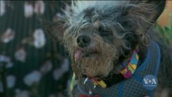 У Каліфорнії знайшли "Найогдинішого собаку у світі". Відео