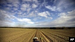 미국 조지아 주의 광활한 양파 농장