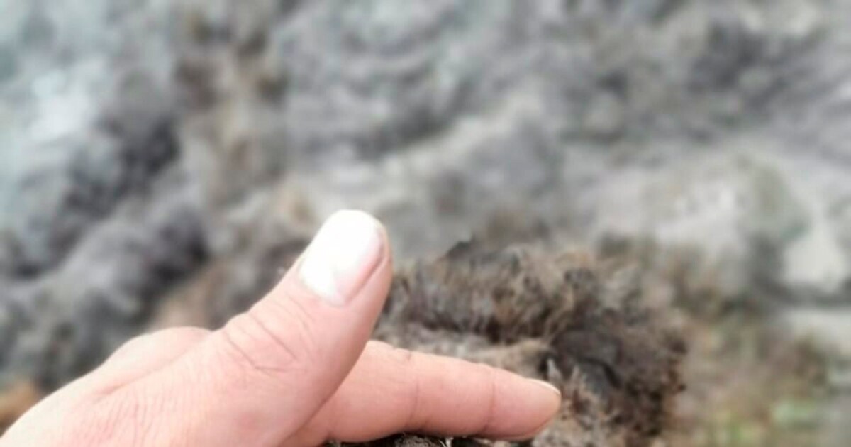 Well-preserved ice age cave bear remains found on russian island