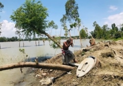 A Bangladeshi man cuts an uprooted tree in a flooded area in Manikganj, some 100 kilometers (62 miles) from Dhaka, Bangladesh, Aug. 13, 2020.