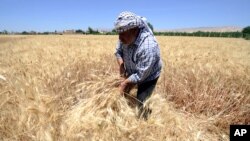 FILE - A farmer harvests wheat in a field in Jdeidet Artouz, a suburb southwest of Damascus, Syria, June 19, 2017. This year's crop yields are significantly lower than last year's, a FAO/WFP report has found.