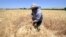 FILE - A farmer harvests wheat in a field in Jdeidet Artouz, Syria, June 19, 2017. 