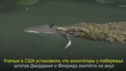 Аллигаторы против акул