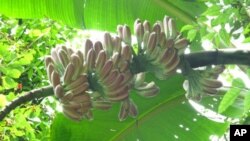 Hrana na stol - izravno iz šume