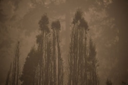 The skeletal silouhette of burnt trees are seen after a wildfire swept through an R.V. park destroying multiple homes in Estacada, Oregon, Sept. 12, 2020.