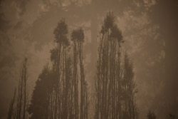 The skeletal silouhette of burnt trees are seen after a wildfire swept through an RV park destroying multiple homes in Estacada, Oregon, Sept. 12, 2020.