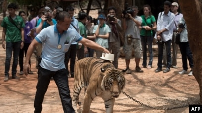 Orphaned tigers play fight at the Tiger Temple in Thailand.