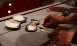 Co-curator Jo Loosemore adjusts a display of the white and purple shells of whelks and quahog, the shells to make a wampum belt by members of the Wampanoag native American people, at the SeaCity museum in Southampton, England, Aug. 13, 2020.