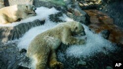 ARCHIVO - Osos polares se refrescan sobre hielo que fue colocado en su recinto en un caluroso día en el zoológico de Praga, el 10 de julio de 2024, en la República Checa. 