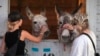 Joycelyn Writer (izquierda) y Rachel Granger, que tienen caballos, acarician a dos burros que han encontrado refugio temporal en el Centro Ecuestre de Los Ángeles, en Burbank, California, el 9 de enero de 2025.