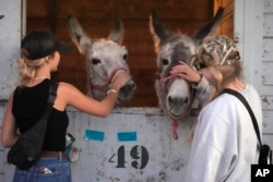 Joycelyn Writer (kiri) dan Rachel Granger, pemilik kuda, membelai keledai yang mendapatkan tempat berlindung sementara di Los Angeles Equestrian Center, Burbank, California, Kamis, 9 Januari 2025. (Foto: AP)