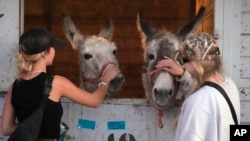 Joycelyn Writer (izquierda) y Rachel Granger, que tienen caballos, acarician a dos burros que han encontrado refugio temporal en el Centro Ecuestre de Los Ángeles, en Burbank, California, el 9 de enero de 2025.