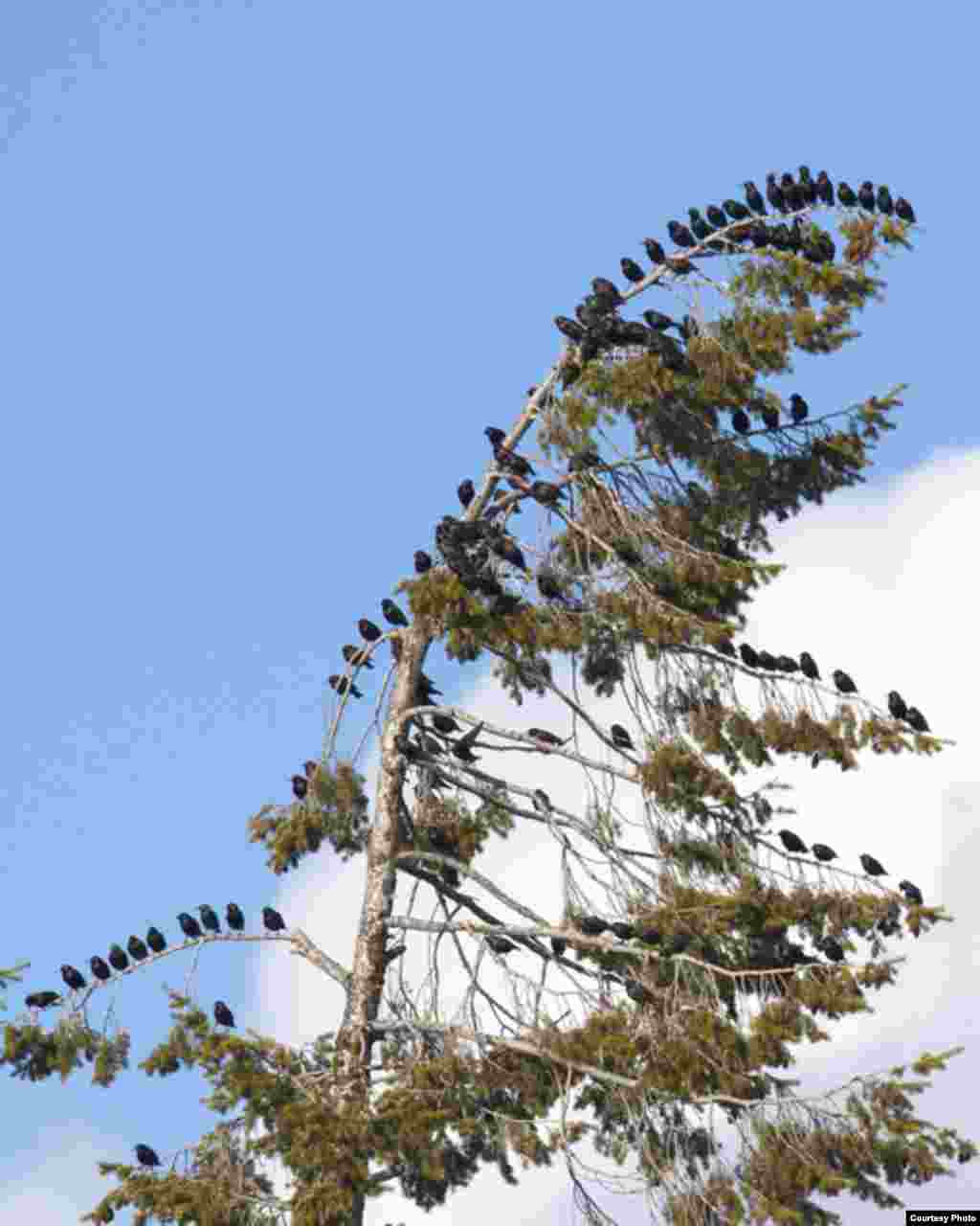 European Starlings in Washington, 2013. (Courtesy of Christine Haines)