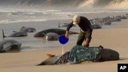 A rescuer pours water on one of stranded whales on Ocean Beach, near Strahan, Australia Wednesday, Sept. 21, 2022. (Australian Broadcasting Corporation via AP)