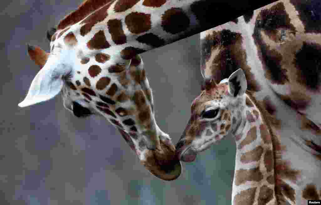 Newborn baby giraffe Ella is pictured with her mother in the Tierpark Zoo in Berlin, Germany.