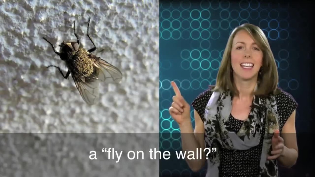 fly on the wall spy camera