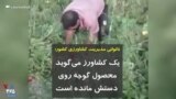 ناتوانی مدیریت کشاورزی کشور؛ یک کشاورز می‌گوید محصول گوجه روی دستش مانده است