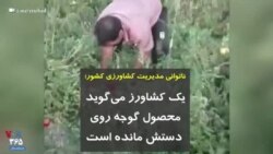 ناتوانی مدیریت کشاورزی کشور؛ یک کشاورز می‌گوید محصول گوجه روی دستش مانده است
