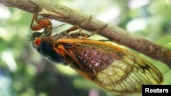 Serangga Cicada muncul setiap 17 tahun sekali (foto: ilustrasi). 