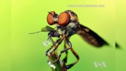 Unlocking Mysteries of a Fly's Eye