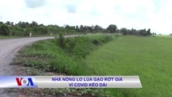 Nhà nông lo lúa gạo rớt giá vì COVID kéo dài