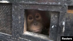 Seekor anak Orangutan mengintip dari balik kandangnya untuk menjalani program konservasi di Batu Mbelin, dekat Medan, Sumatra Utara (foto: dok).