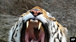 An Indian Royal Bengal Tiger yawns as he rests in the water-pond inside an enclosure at the Nehru Zoological Park in Hyderabad, May 11, 2011 (file photo).