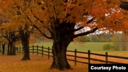 This colorful autumn tree-lined drive is part of a farm in Virginia near Washington, D.C. (PHOTO/Kenneth Garrett Photography)