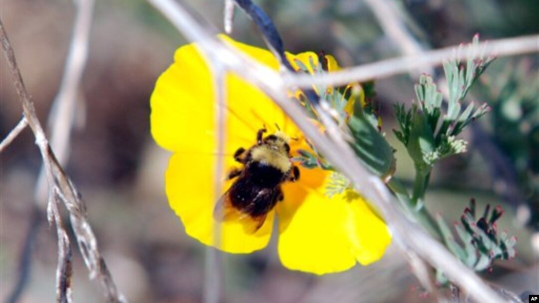 Lebah liar bumblebee melakukan penyerbukan pada bunga poppy California. (AP/Jeff Barnard)