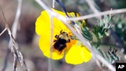 Lebah liar bumblebee melakukan penyerbukan pada bunga poppy California. (AP/Jeff Barnard)