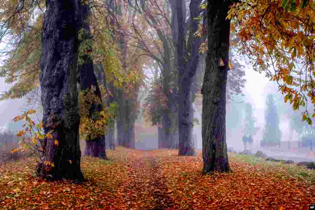 People walk next to an alley of trees in Sierksdorf at the Baltic Sea, Germany, on a foggy Saturday, Oct. 26, 2024.