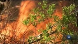 Флорида у вогні: три масштабні пожежі охопили національні парки та ліси. Відео