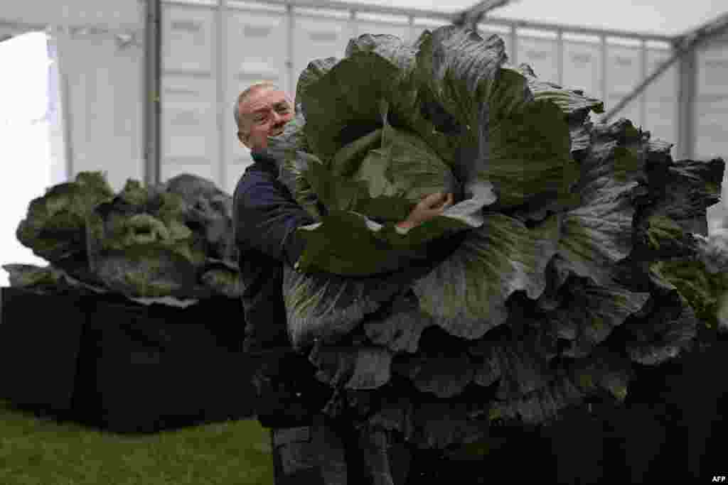 A member of show staff maneuvers a huge cabbage to be weighed in the giant vegetable competition on the first day of the Harrogate Autumn Flower Show held at Newby Hall country house, near Ripon, northern England.