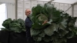 A member of show staff maneuvers a huge cabbage to be weighed in the giant vegetable competition on the first day of the Harrogate Autumn Flower Show held at Newby Hall country house, near Ripon, northern England.