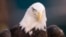 This Jan. 5, 2020, file photo shows a bald eagle in Philadelphia, Pennsylvania. (AP Photo/Chris Szagola)