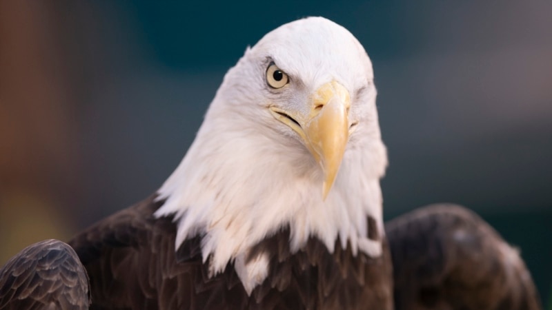 American Culture: Bald Eagle Officially Named National Bird of U.S.